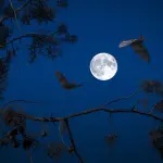 La migrazione dei pipistrelli della frutta In Zambia